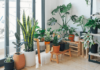 How to Ensure Your Indoor Plants Flourish: Care Guide Tips